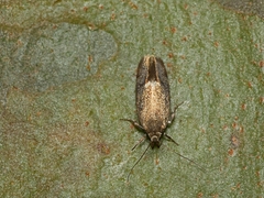 Leistomorpha brontoscopa