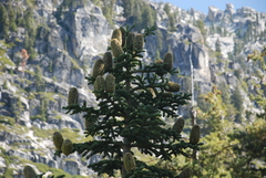 Abies magnifica shastensis