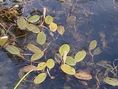 Potamogeton drummondii