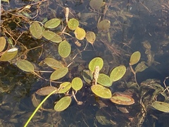 Potamogeton drummondii