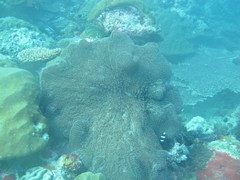 Stichodactylidae
