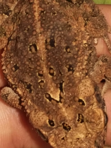 Pine Toad