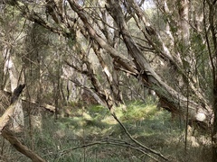 Melaleuca rhaphiophylla