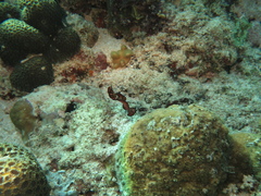 Stichodactylidae