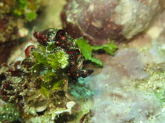 Stichodactylidae