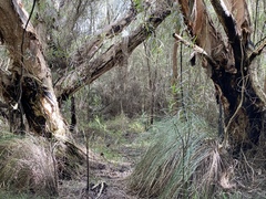 Melaleuca rhaphiophylla