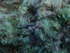 Stichodactylidae
