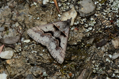 Dichromodes atrosignata