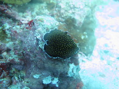 Stichodactylidae