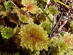 Dendrohypopterygium filiculiforme