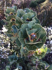 Hakea victoria