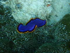 Pseudoceros ferrugineus