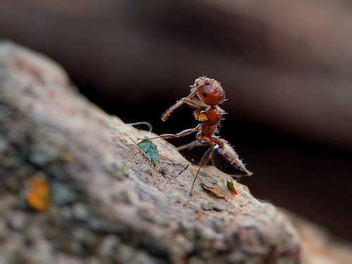 低齿举腹蚁Crematogaster subdentata