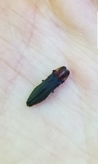 Agrilus vittaticollis