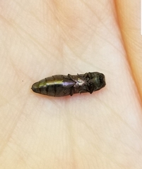 Agrilus vittaticollis
