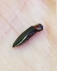 Agrilus vittaticollis