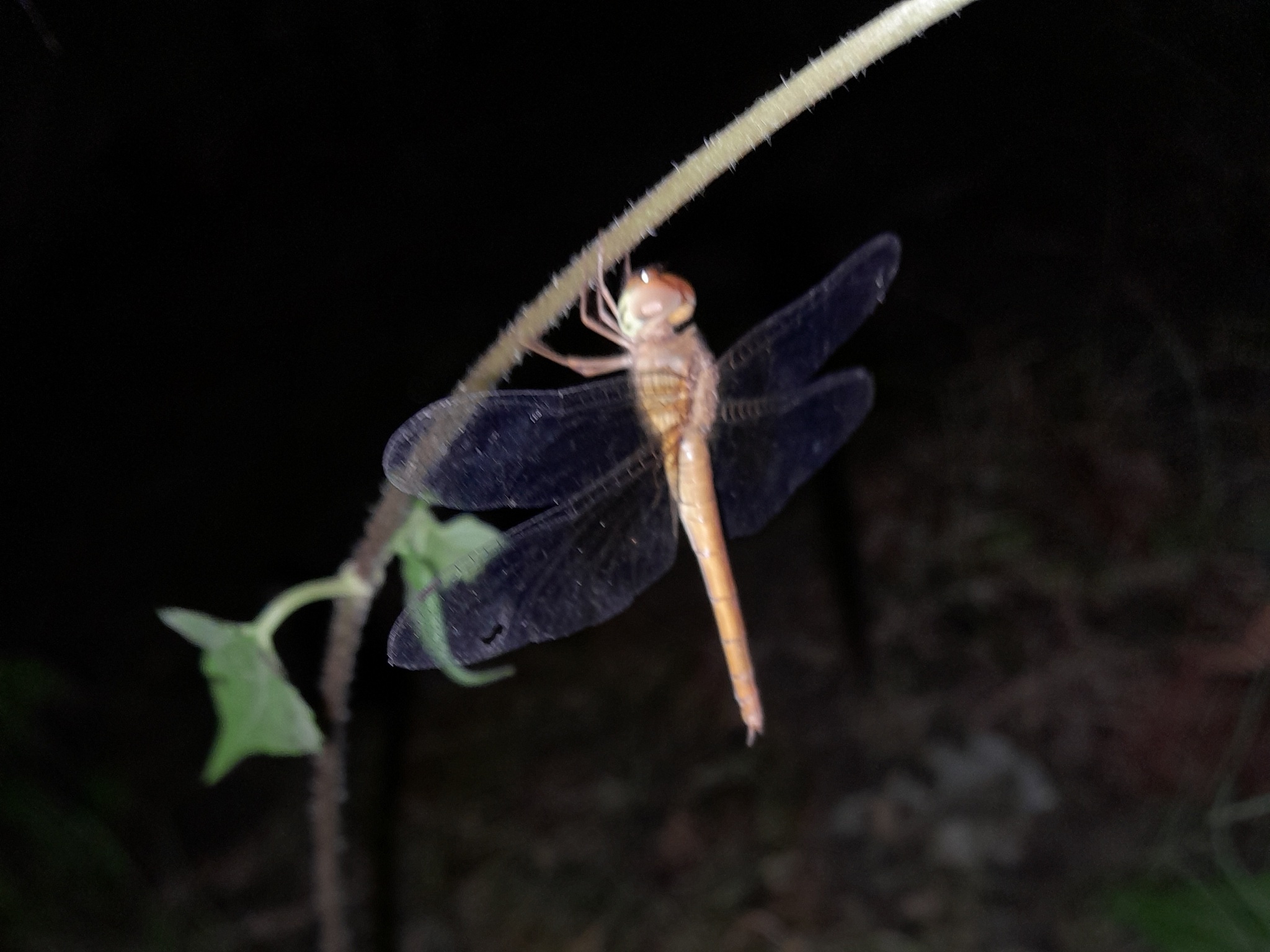 Coral-Tailed Cloudwing