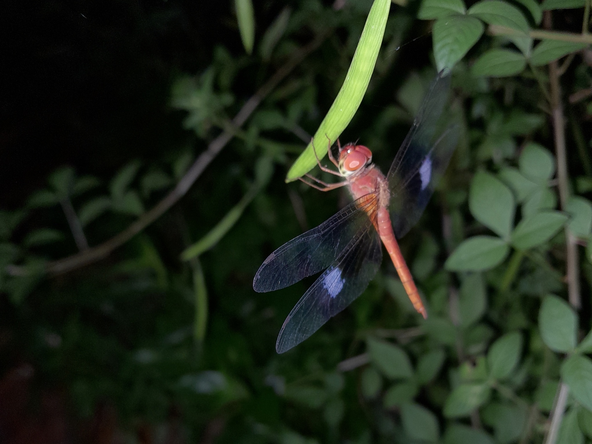 Coral-Tailed Cloudwing