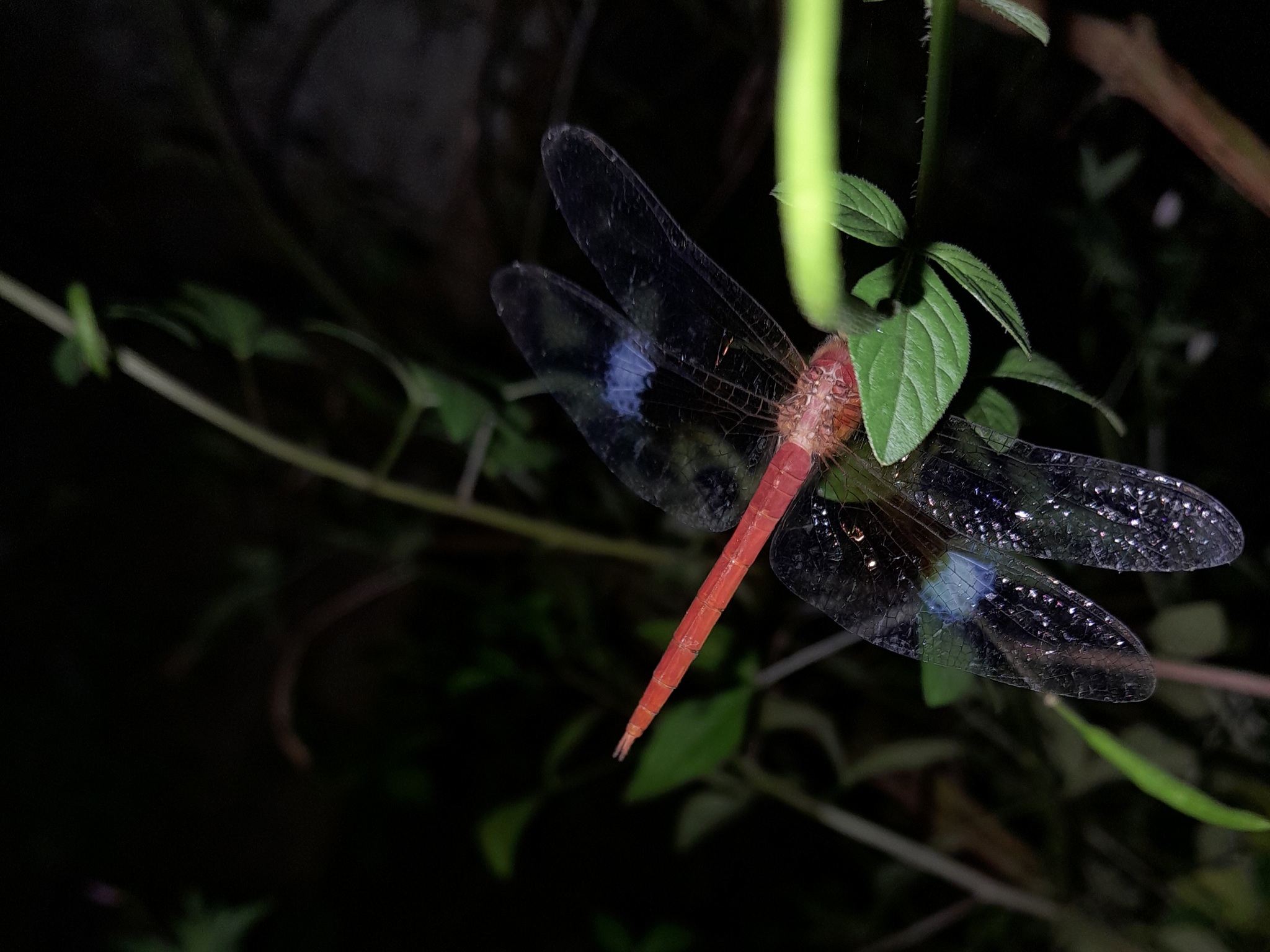 Coral-Tailed Cloudwing