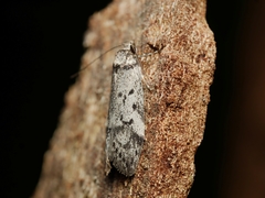 Philobota orescoa