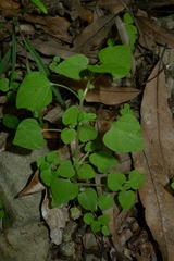 Parietaria debilis