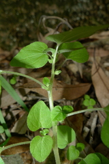 Parietaria debilis