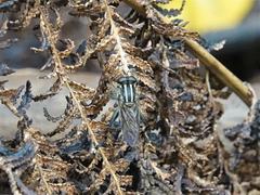 Orthoprosopa bilineata