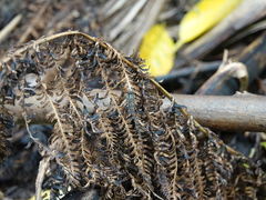 Orthoprosopa bilineata