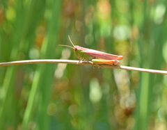 Chorthippus dichrous