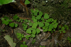 Parietaria debilis