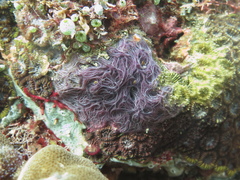 Chalinula nematifera