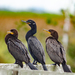Neotropic Cormorant - Photo (c) Peggy Romfh, some rights reserved (CC BY-NC), uploaded by Peggy Romfh