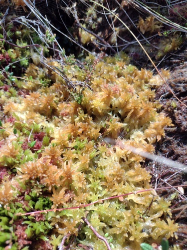 Baltic Sphagnum (Sphagnum balticum)