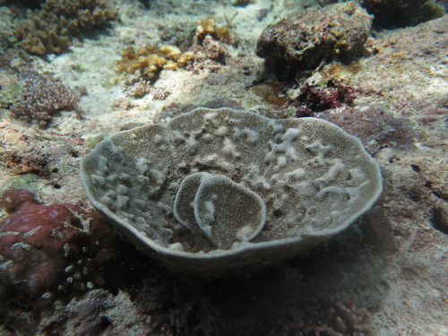 Subfamily Phyllospongiinae · iNaturalist