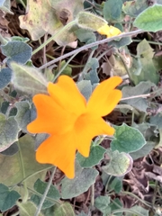 Thunbergia gregorii