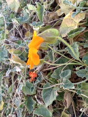 Thunbergia gregorii