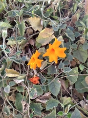 Thunbergia gregorii