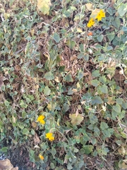Thunbergia gregorii