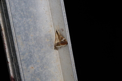 Agrioglypta fulguralis