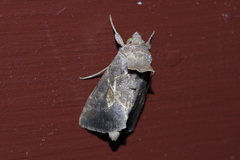 Chrysodeixis heberachis