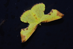 Corymica pryeri