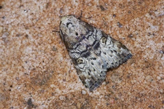 Bryophilina mollicula