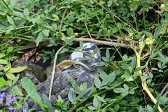 Sceloporus grammicus