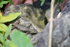 Sceloporus grammicus