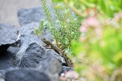 Sceloporus grammicus