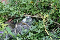 Sceloporus grammicus