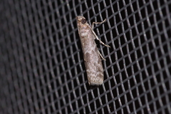 Glyptoteles leucacrinella