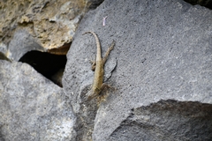 Sceloporus grammicus