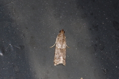 Glyptoteles leucacrinella