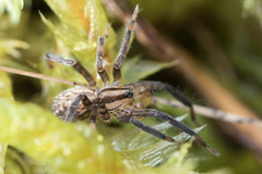 Zora hespera